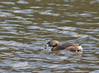 Pied-billed Grebe Eating Fish 7488